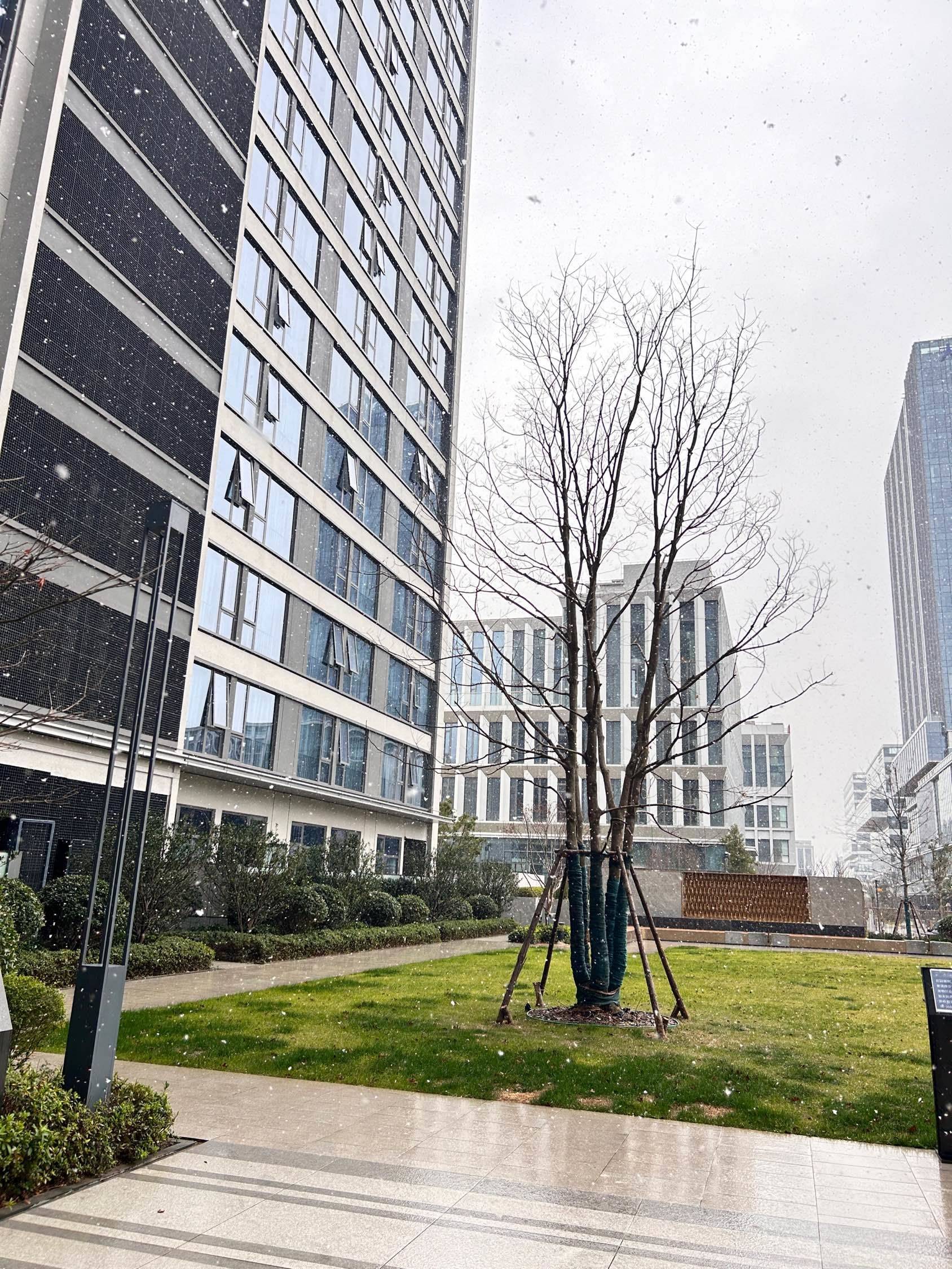 小院的雪景，雪一片一片落下_2