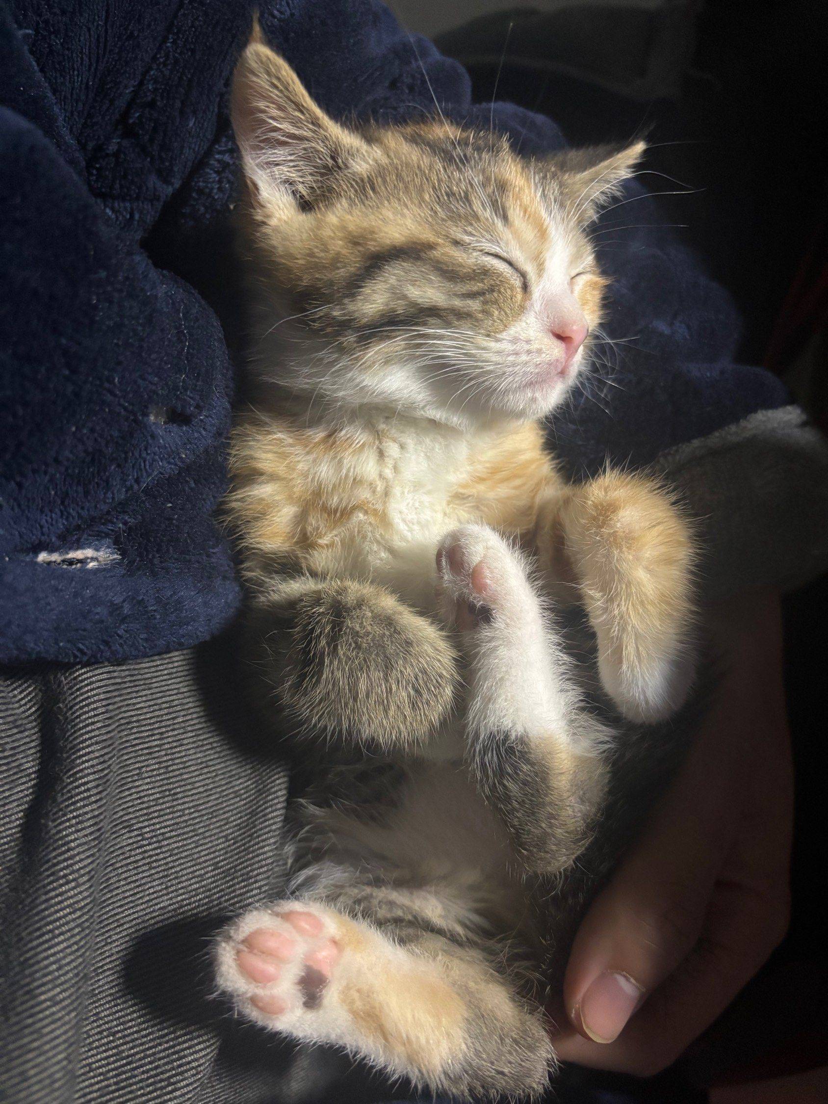 我的小猫咪，已经两个月了 我家萌宠最可_3