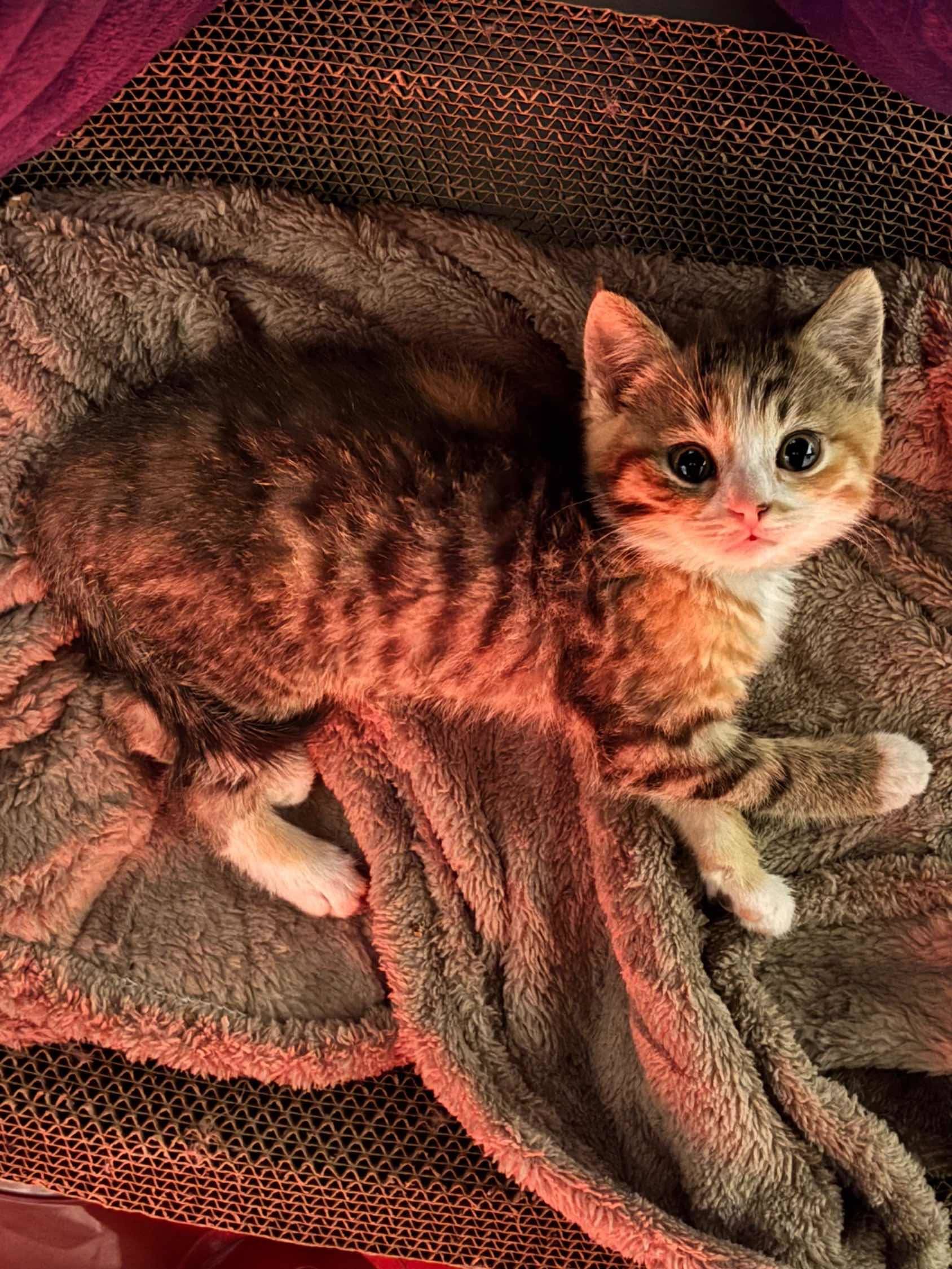 我的小猫咪，已经两个月了 我家萌宠最可_4
