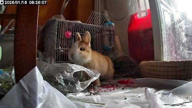 3个月半侏儒兔寻领养