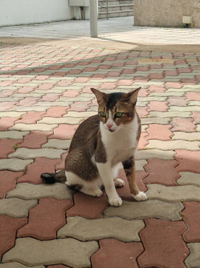 注意看,这只小猫叫dora