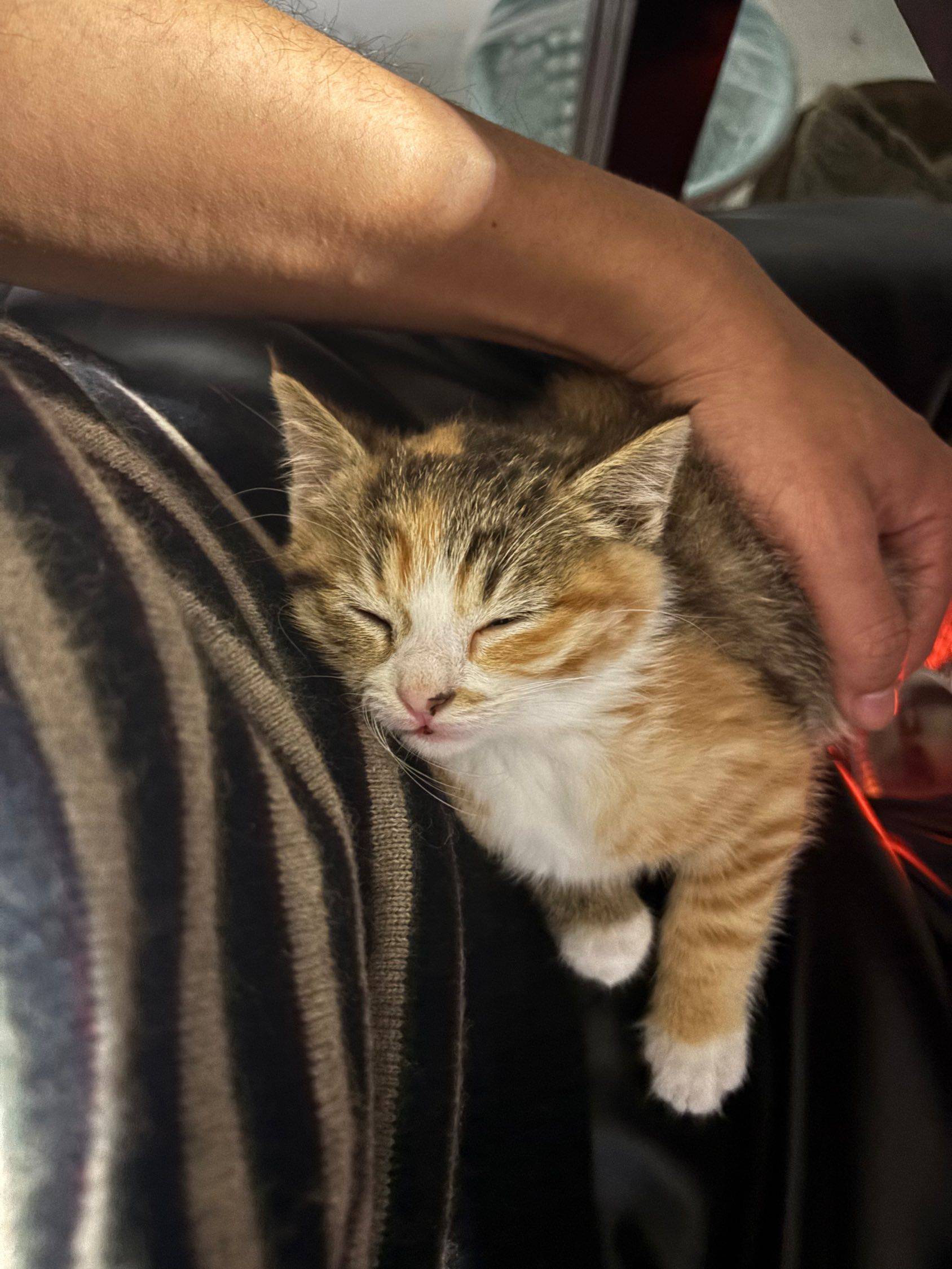 我的小猫咪，已经两个月了 我家萌宠最可_2