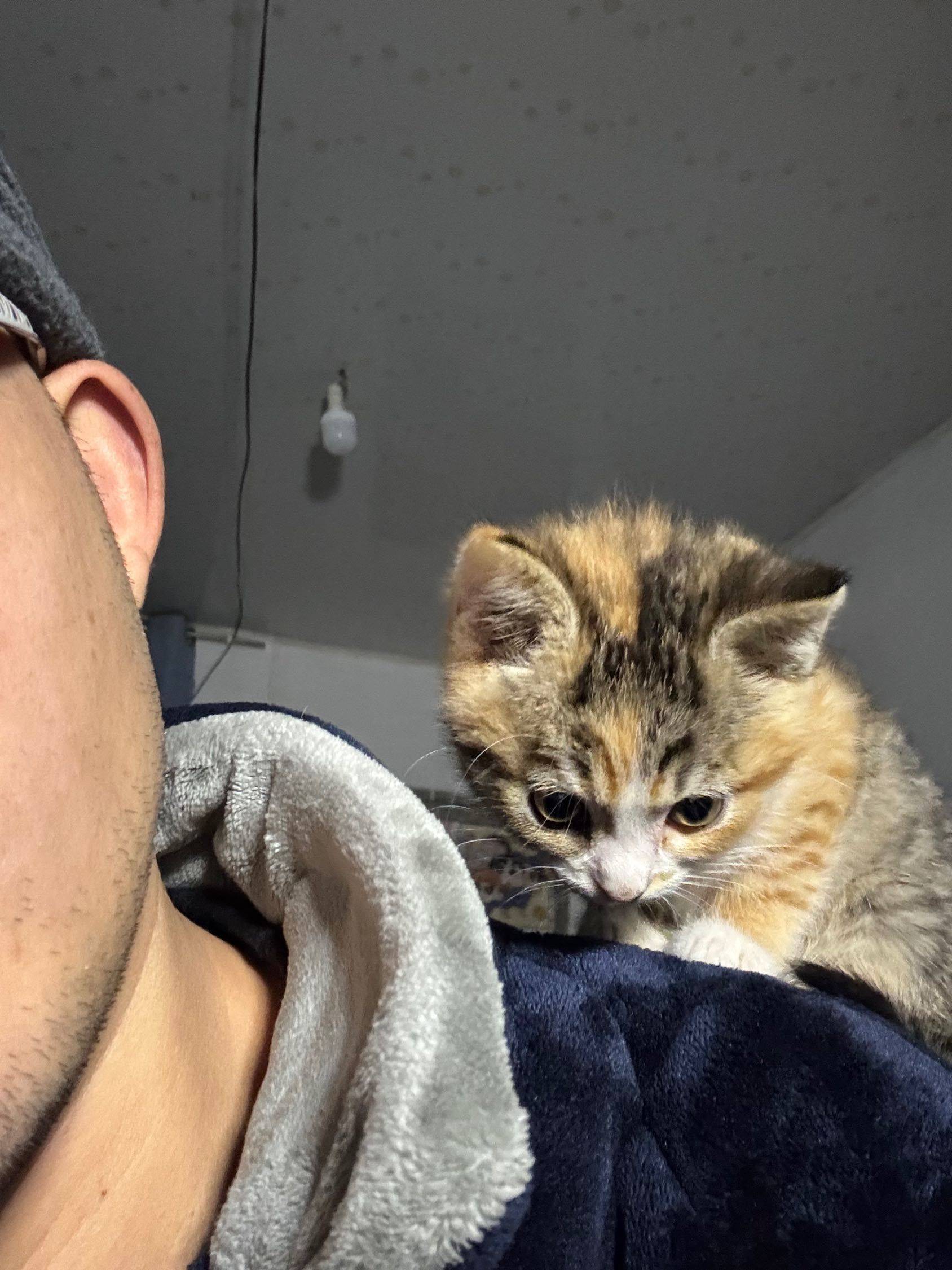 我的小猫咪，已经两个月了 我家萌宠最可_1