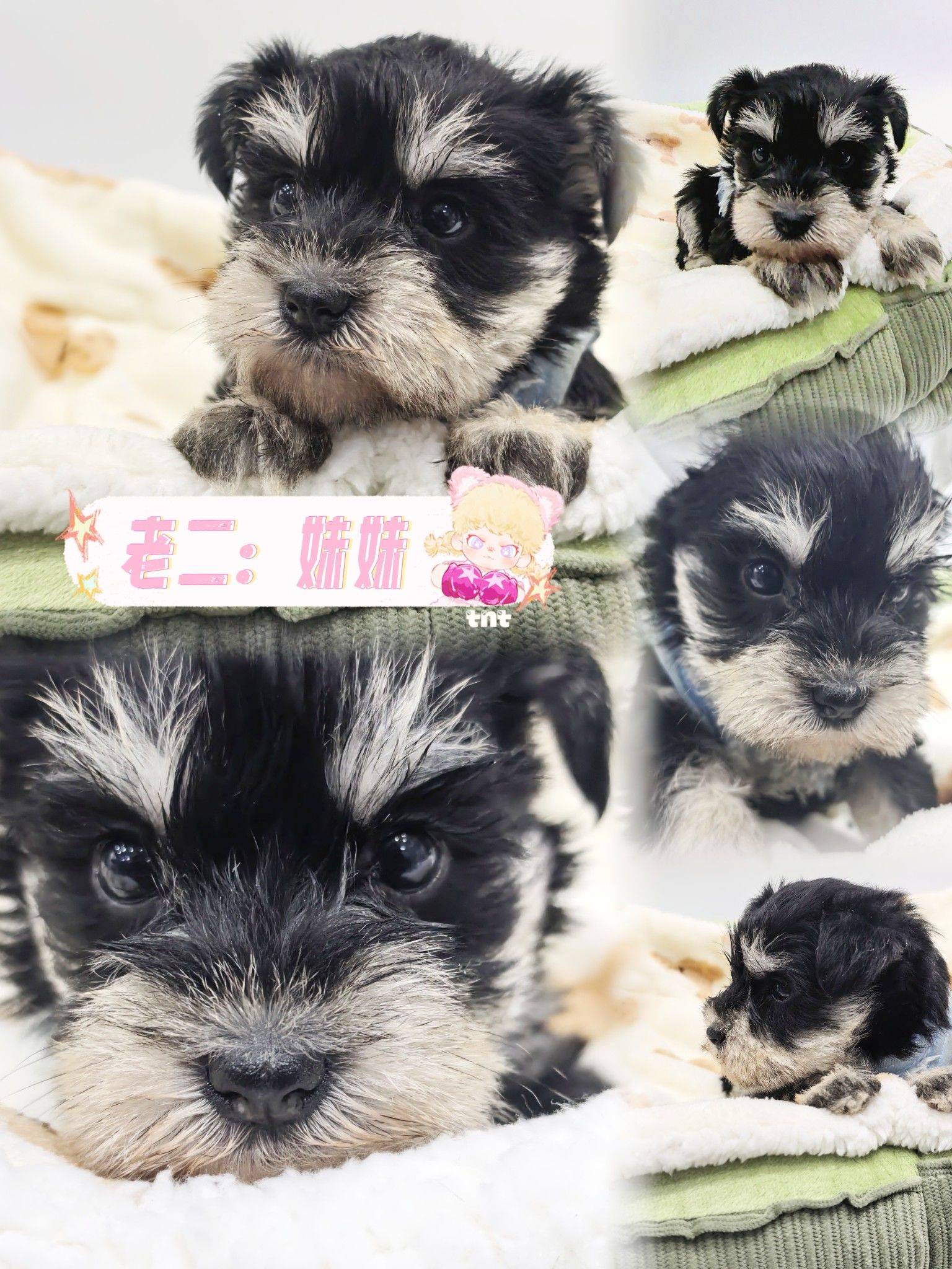 软糯糯的雪纳瑞满月找妈妈啦