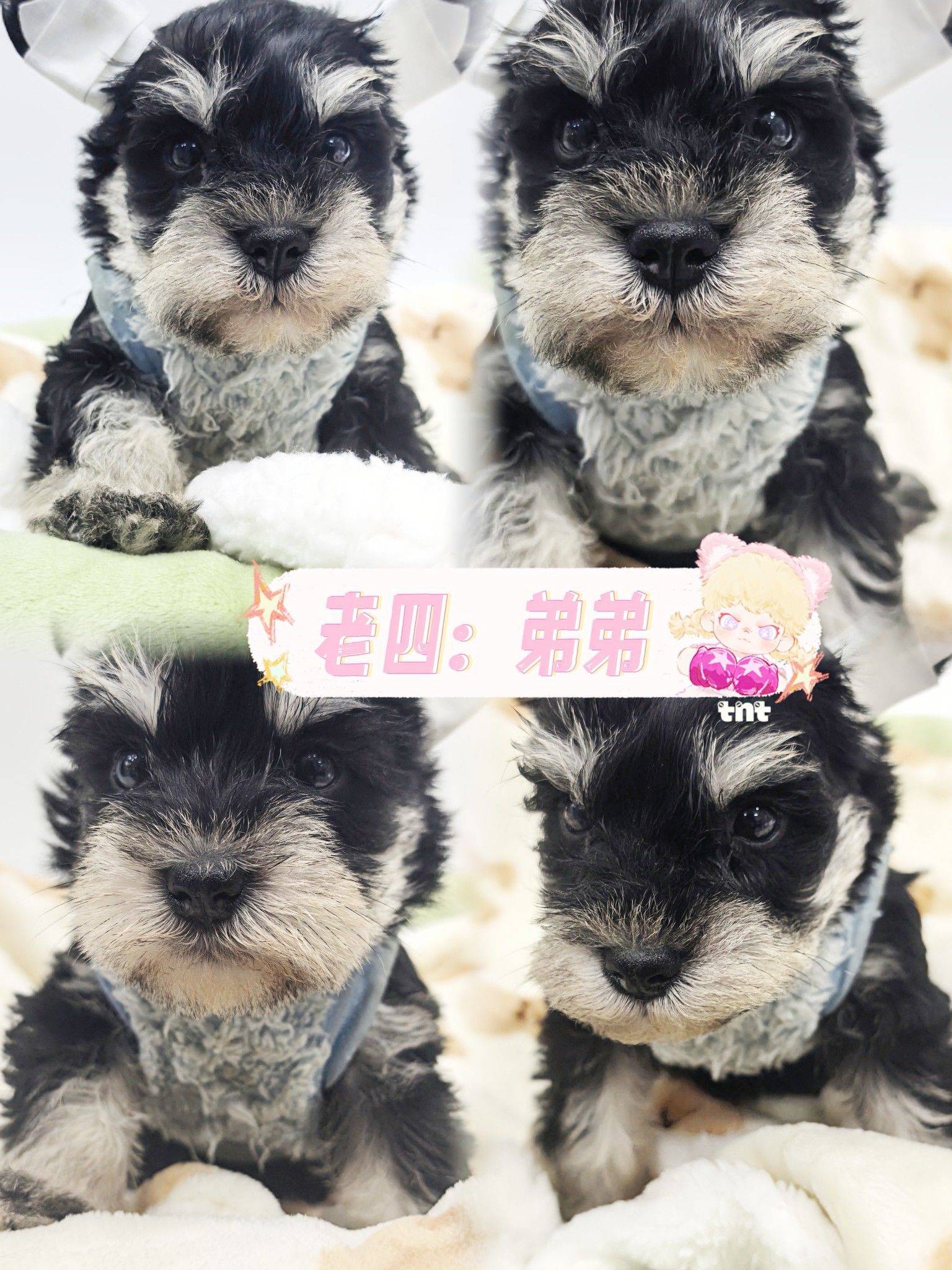 软糯糯的雪纳瑞满月找妈妈啦_1