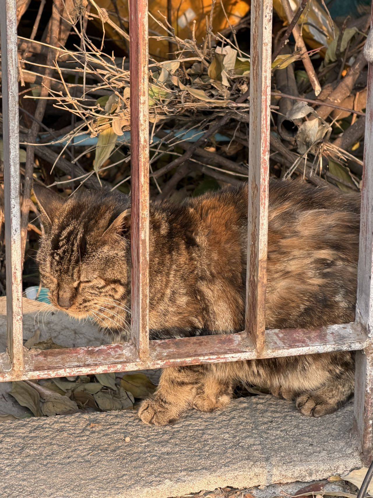 偶遇一只猫，居然_1