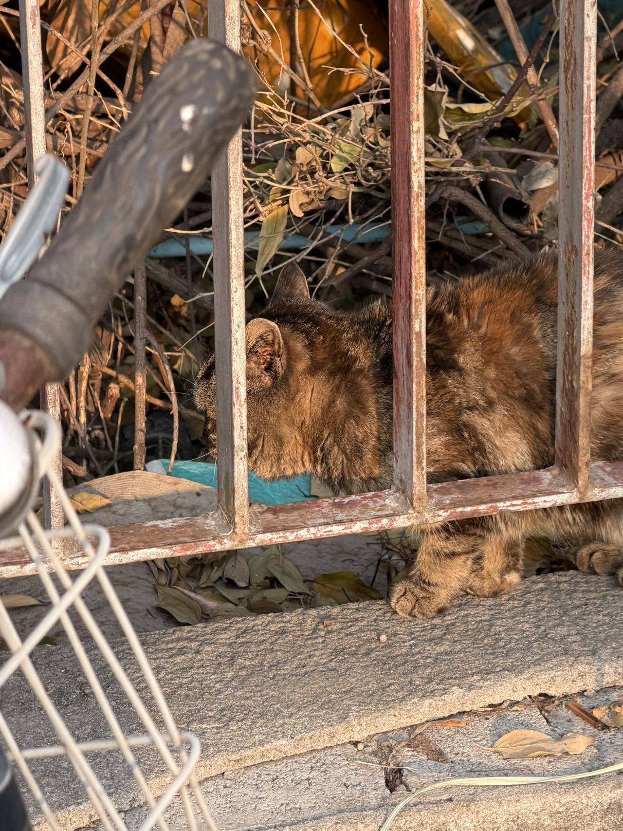 偶遇一只猫，居然