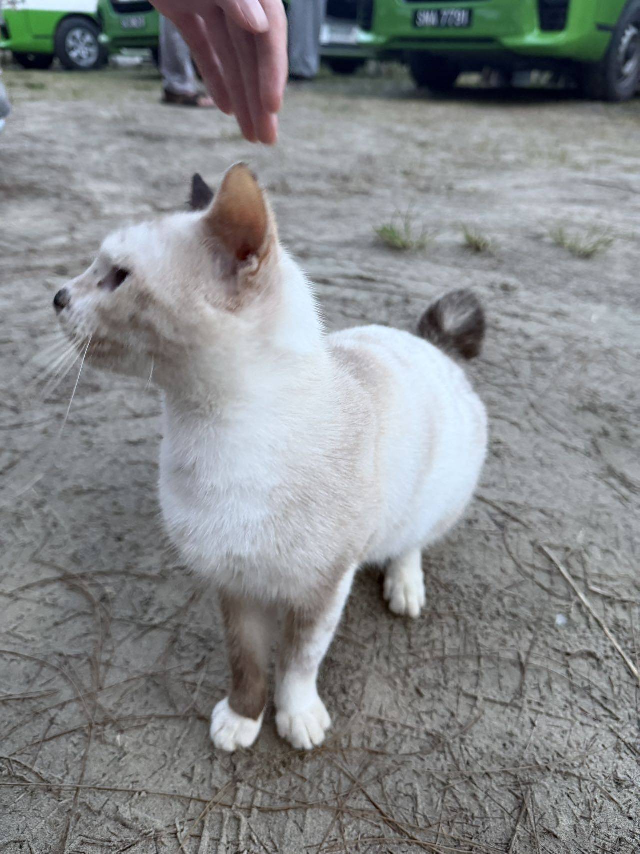 看图给猫咪狗儿猜国籍_1