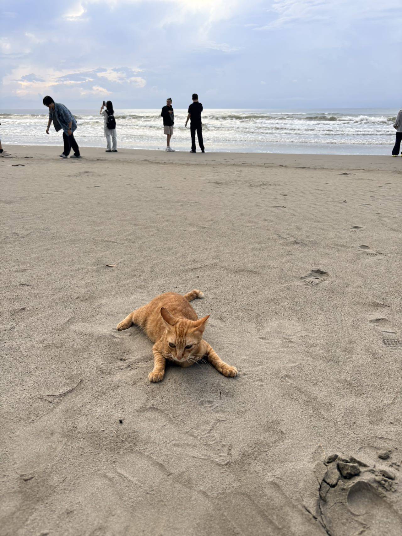 看图给猫咪狗儿猜国籍_2