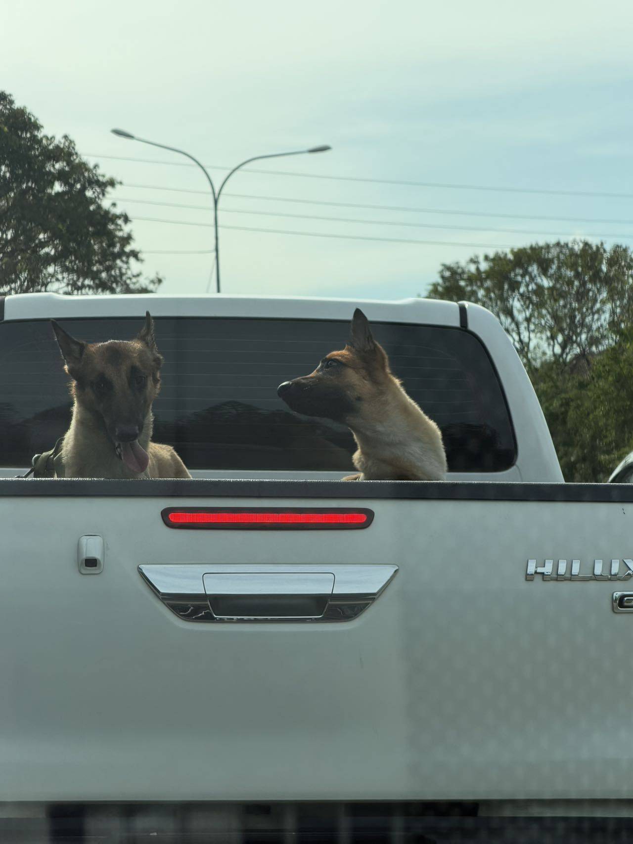 看图给猫咪狗儿猜国籍