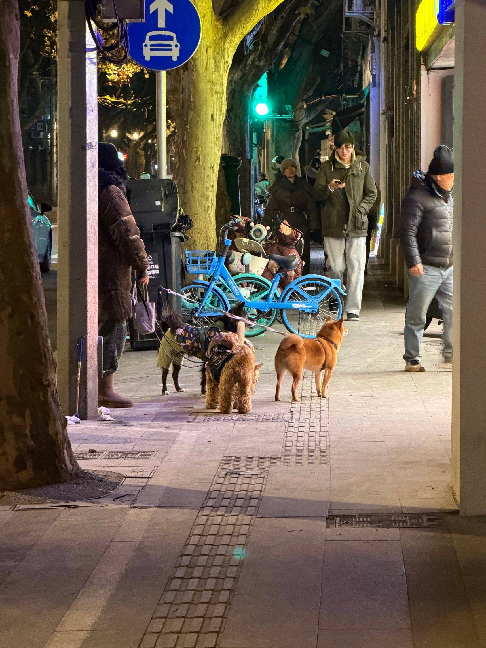 在上海的大家都人均几只狗啊！