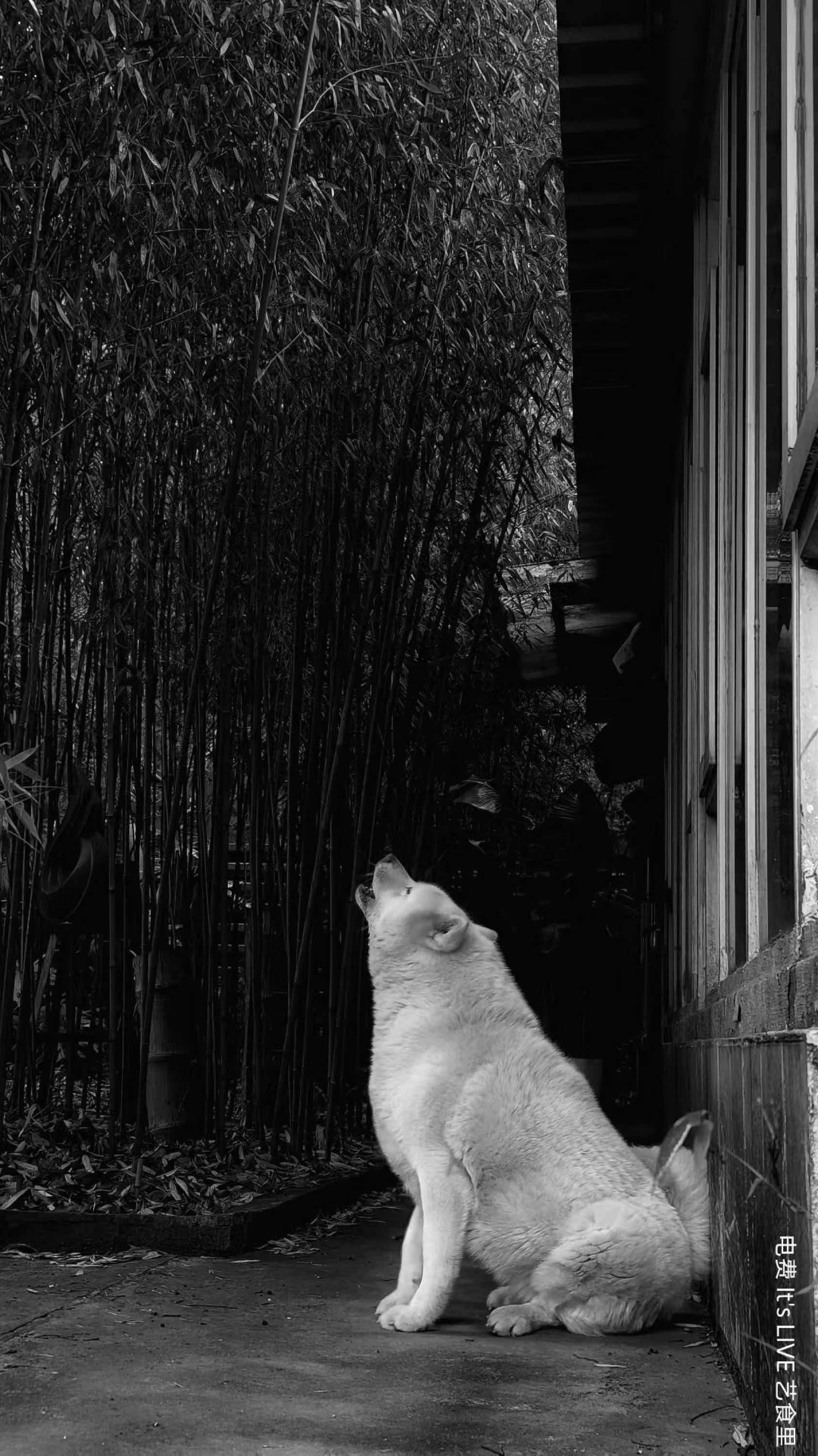 它的智商确实挺高 竹影  静谧时刻 _0