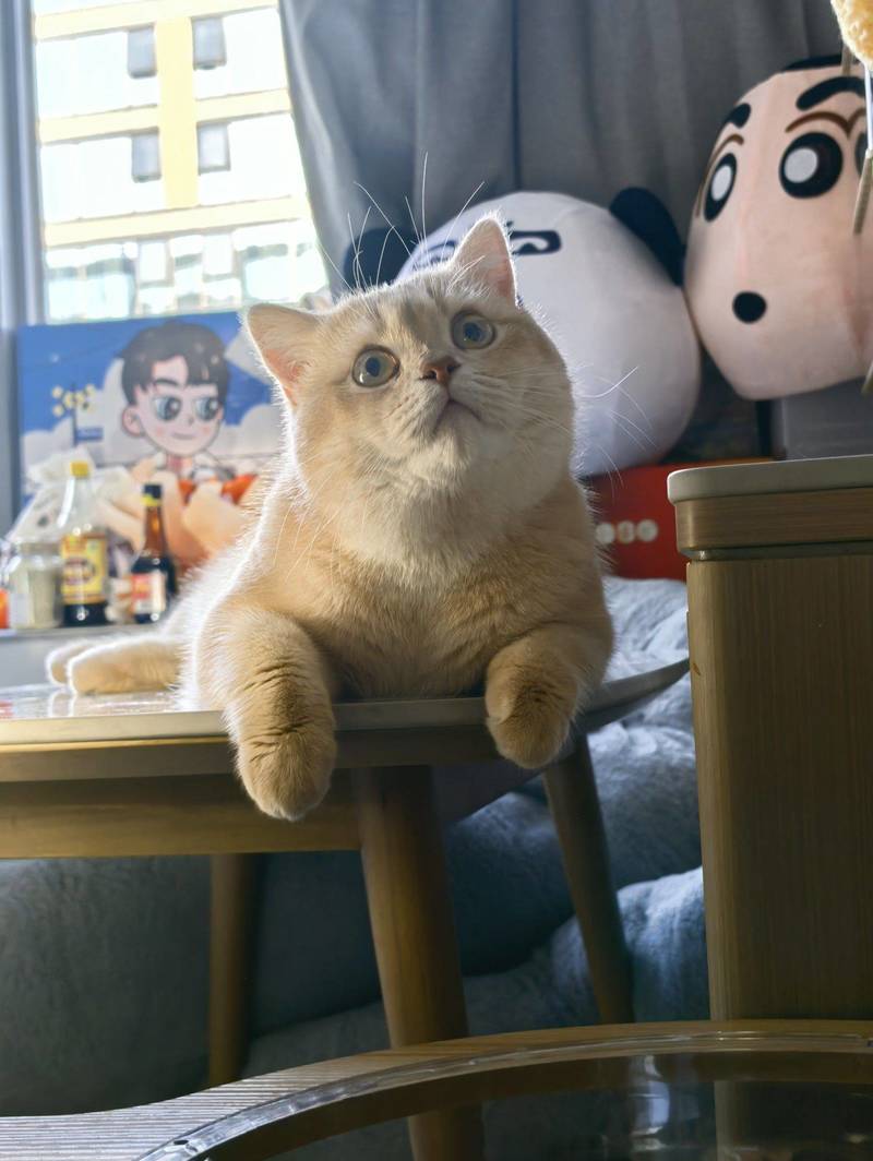 逮到一只毛茸茸