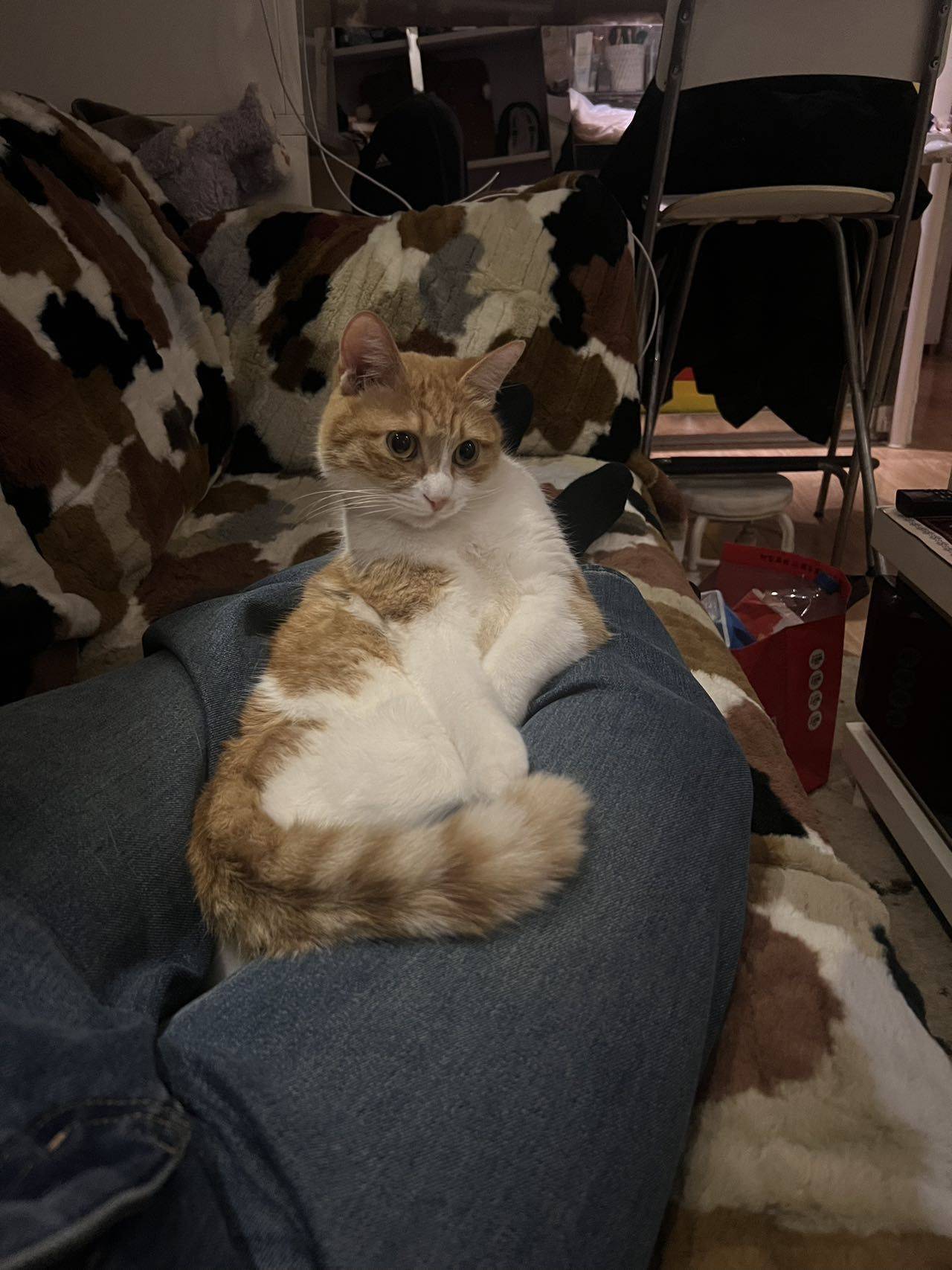 要过年啦这么委屈巴巴的干啥_3