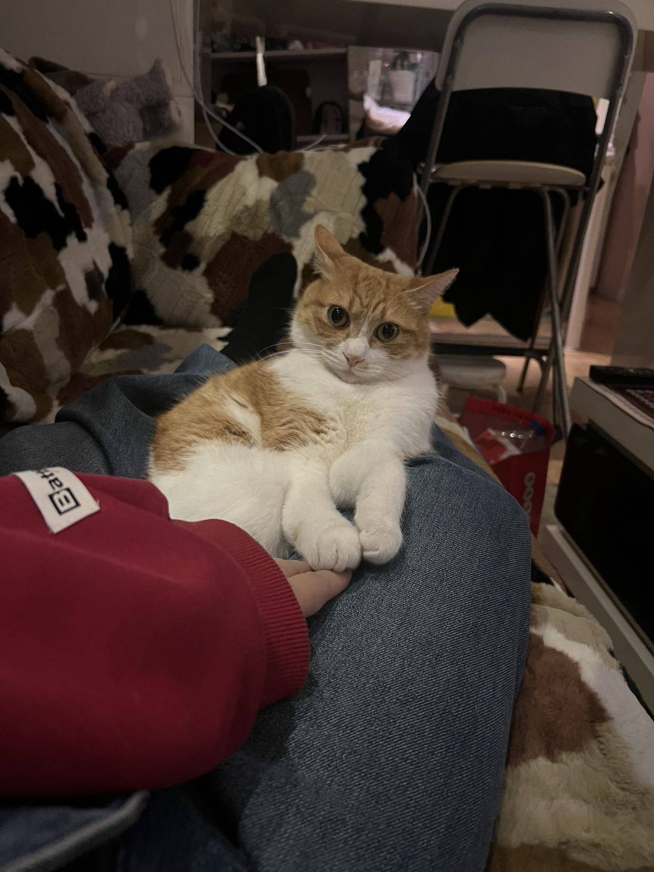 要过年啦这么委屈巴巴的干啥_1