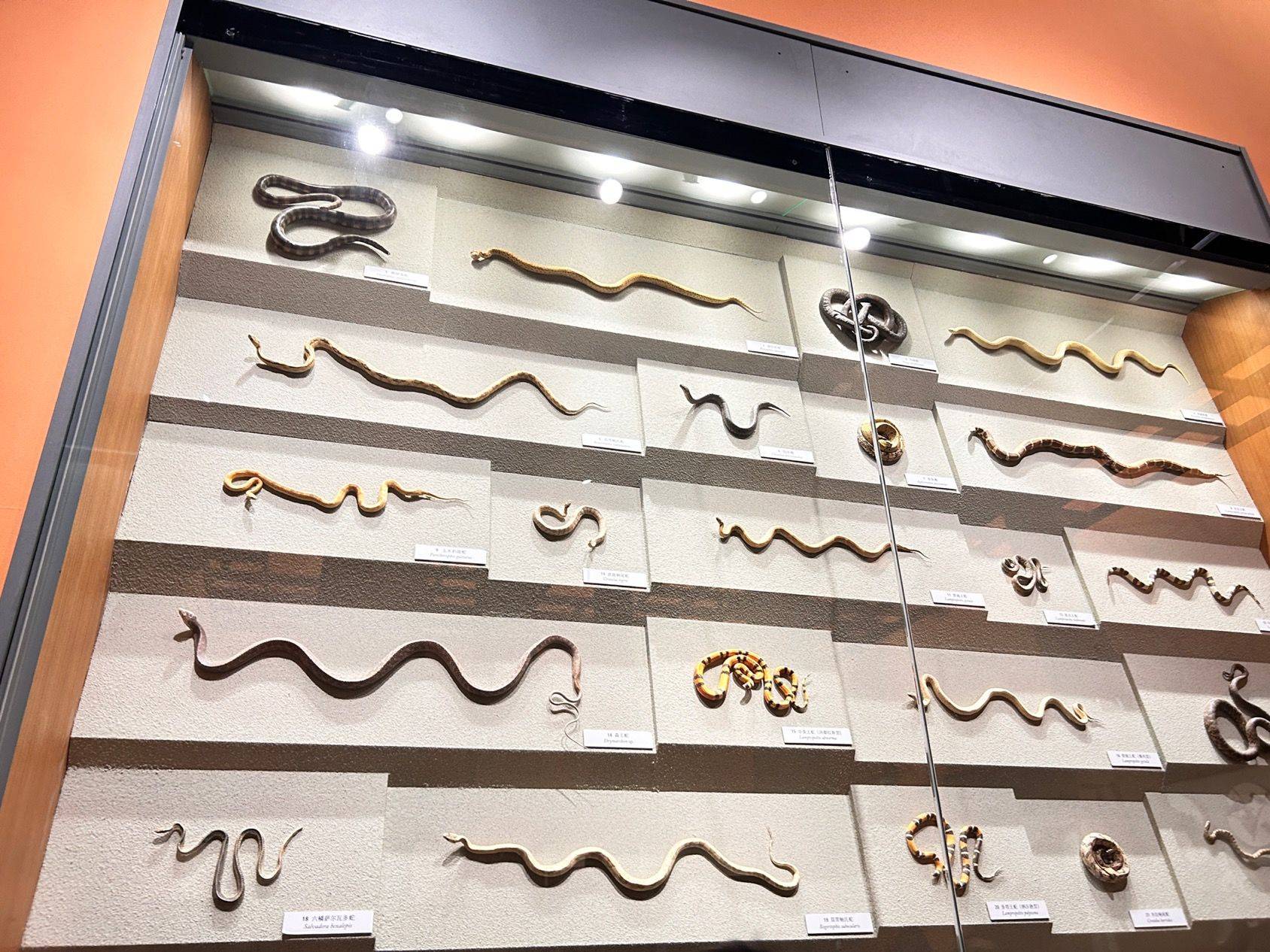 努力克服对蛇的恐惧