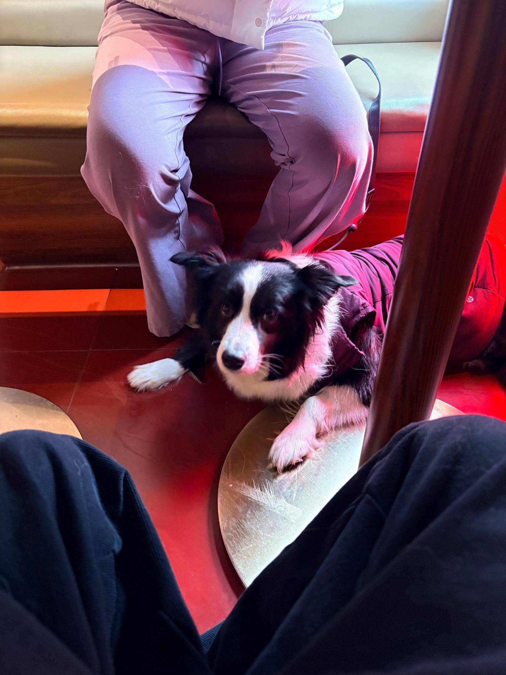 带小狗来吃火锅_2