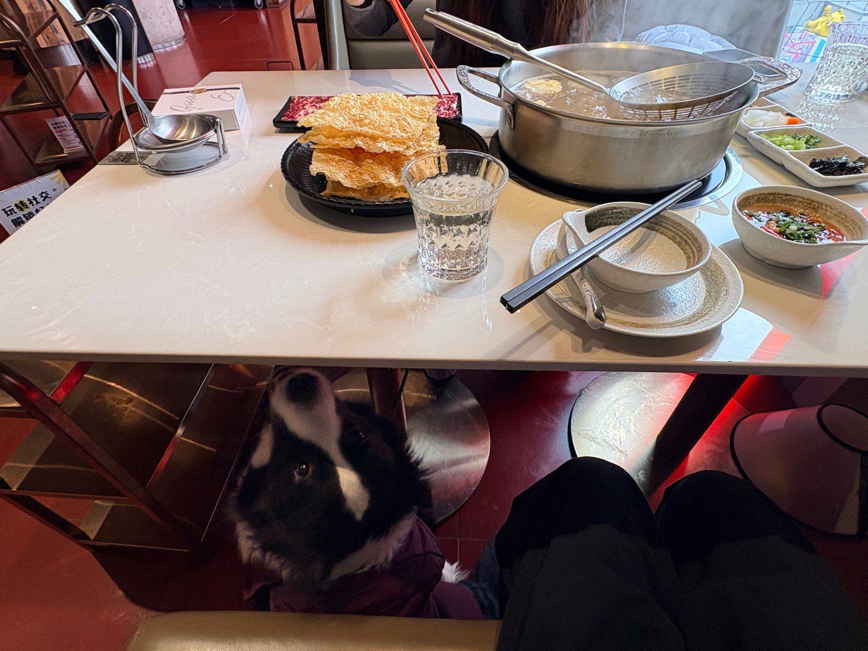 带小狗来吃火锅