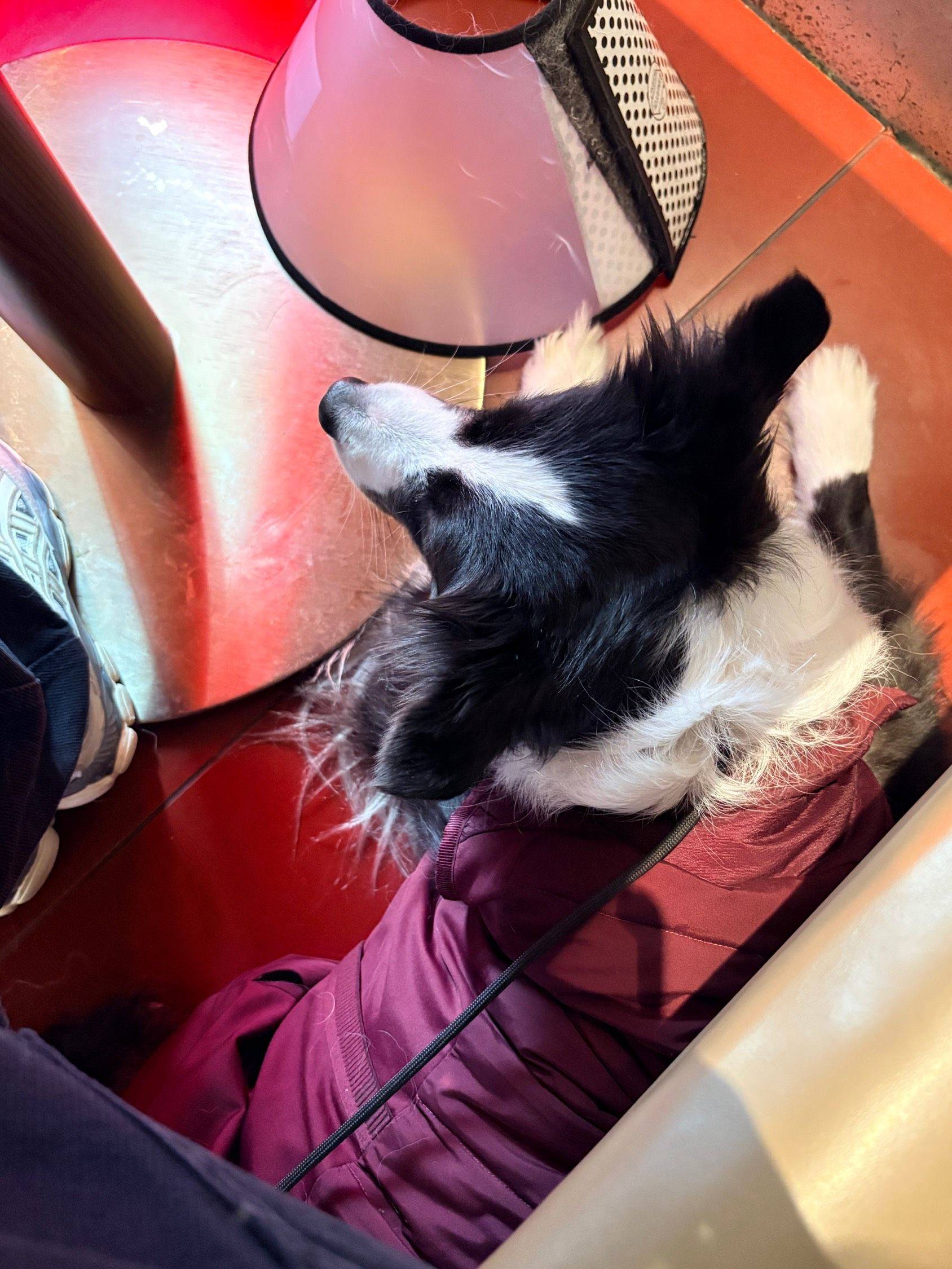 带小狗来吃火锅_1