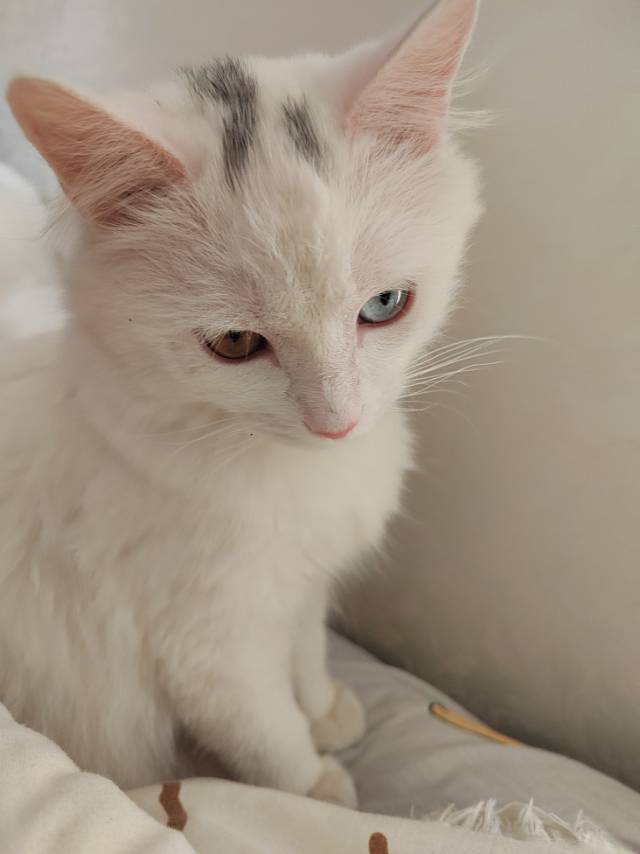 新年喵喵喵🐱_0