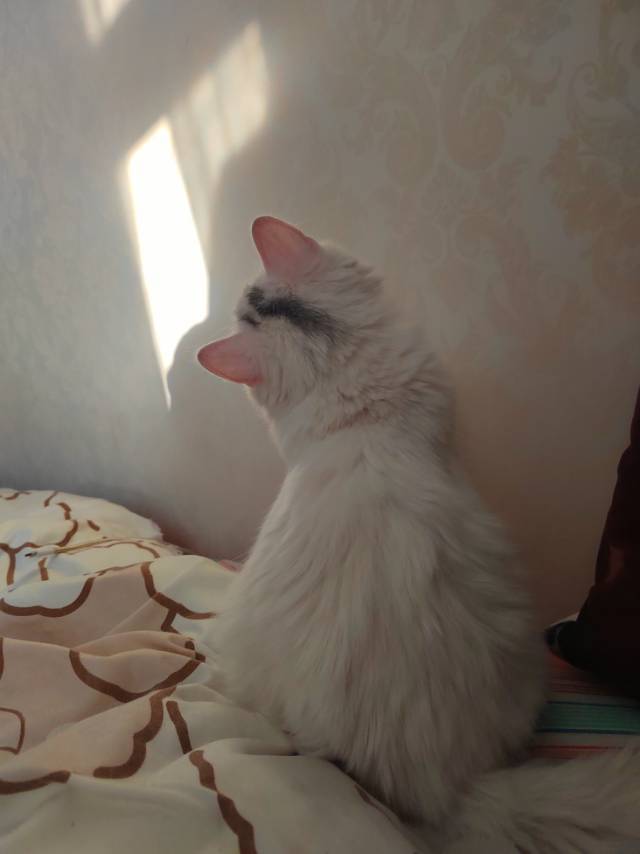 新年喵喵喵🐱_2