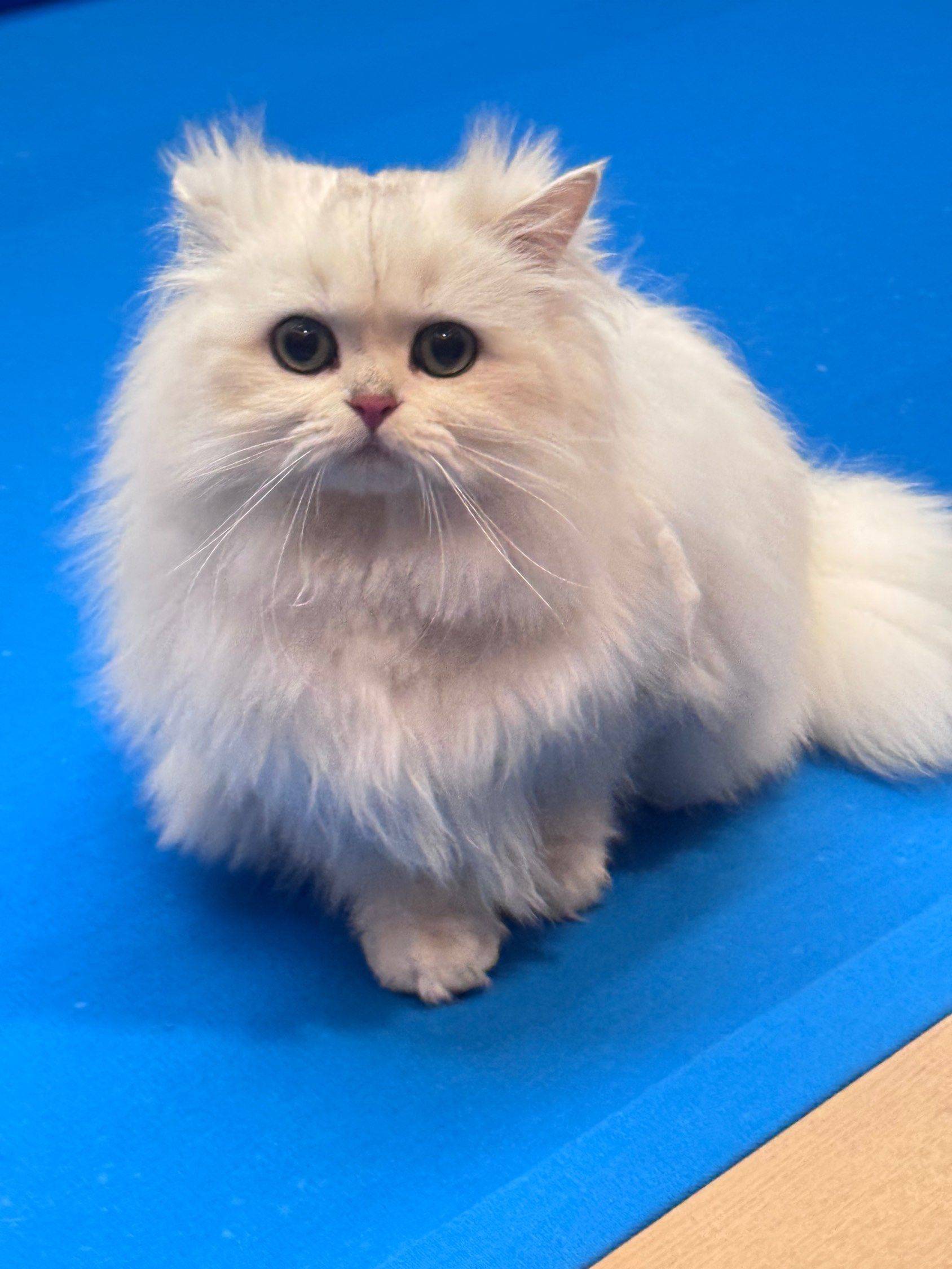 是谁家的美女猫🐈