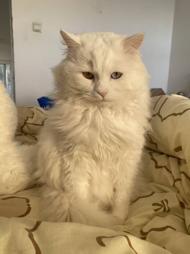 新年喵喵喵🐱