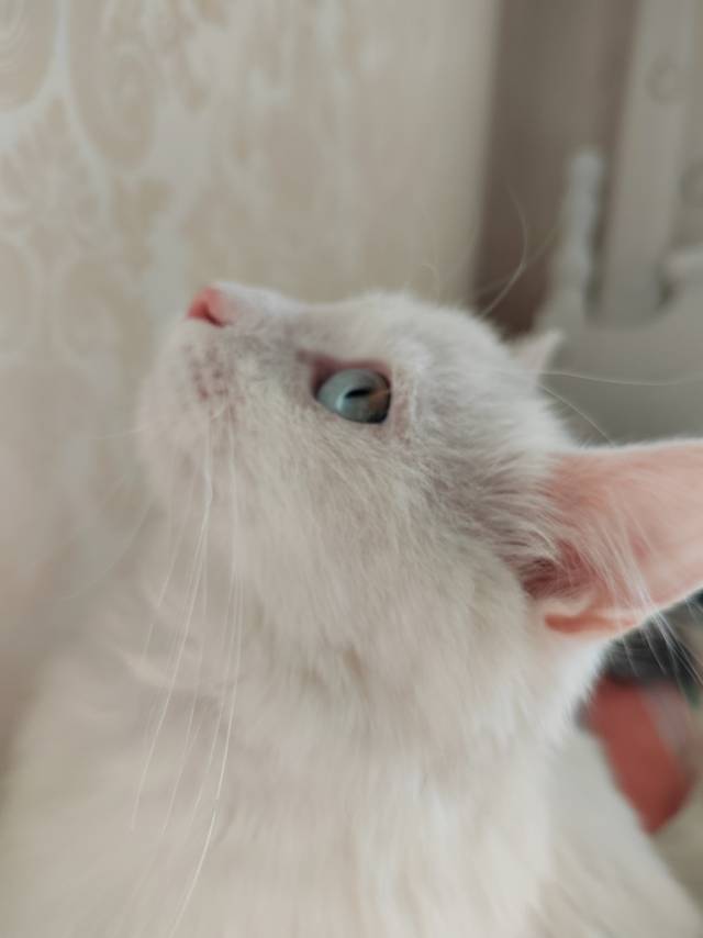 新年喵喵喵🐱_1