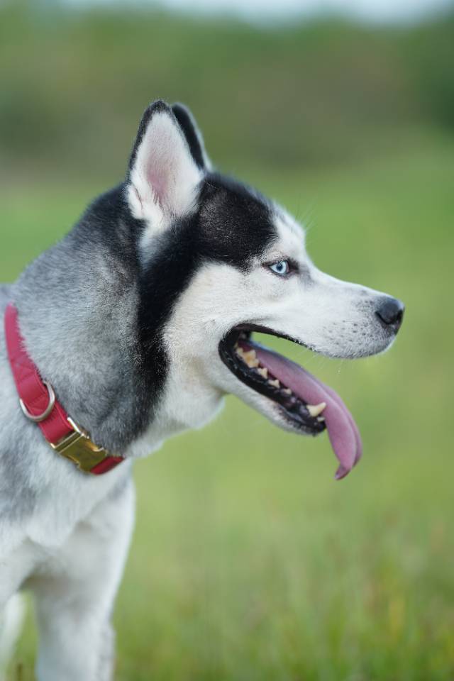 狗子找女朋狗_1