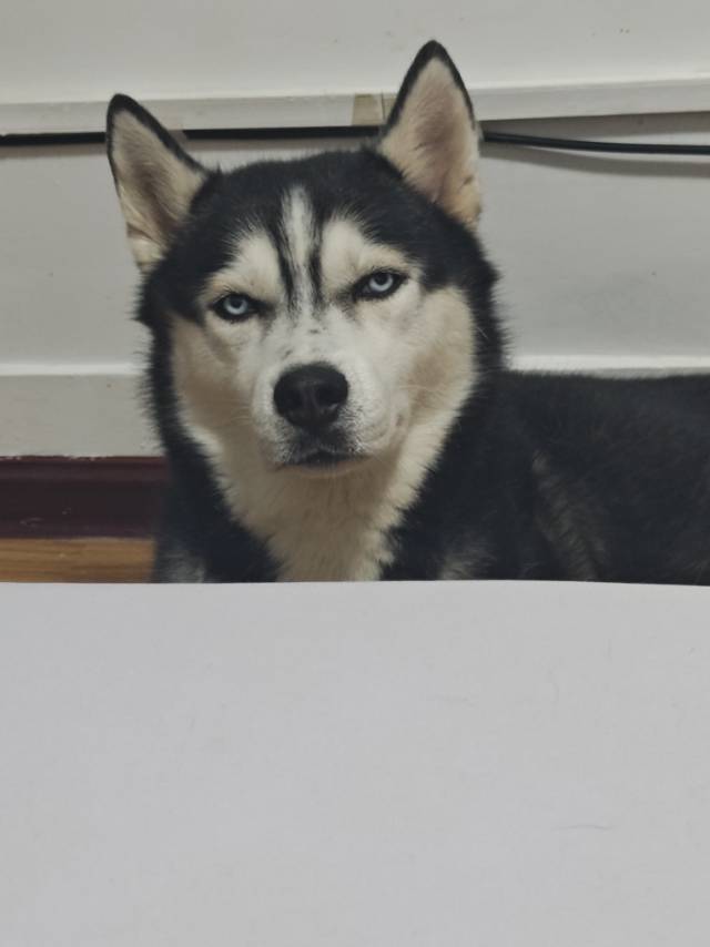 狗子找女朋狗_2