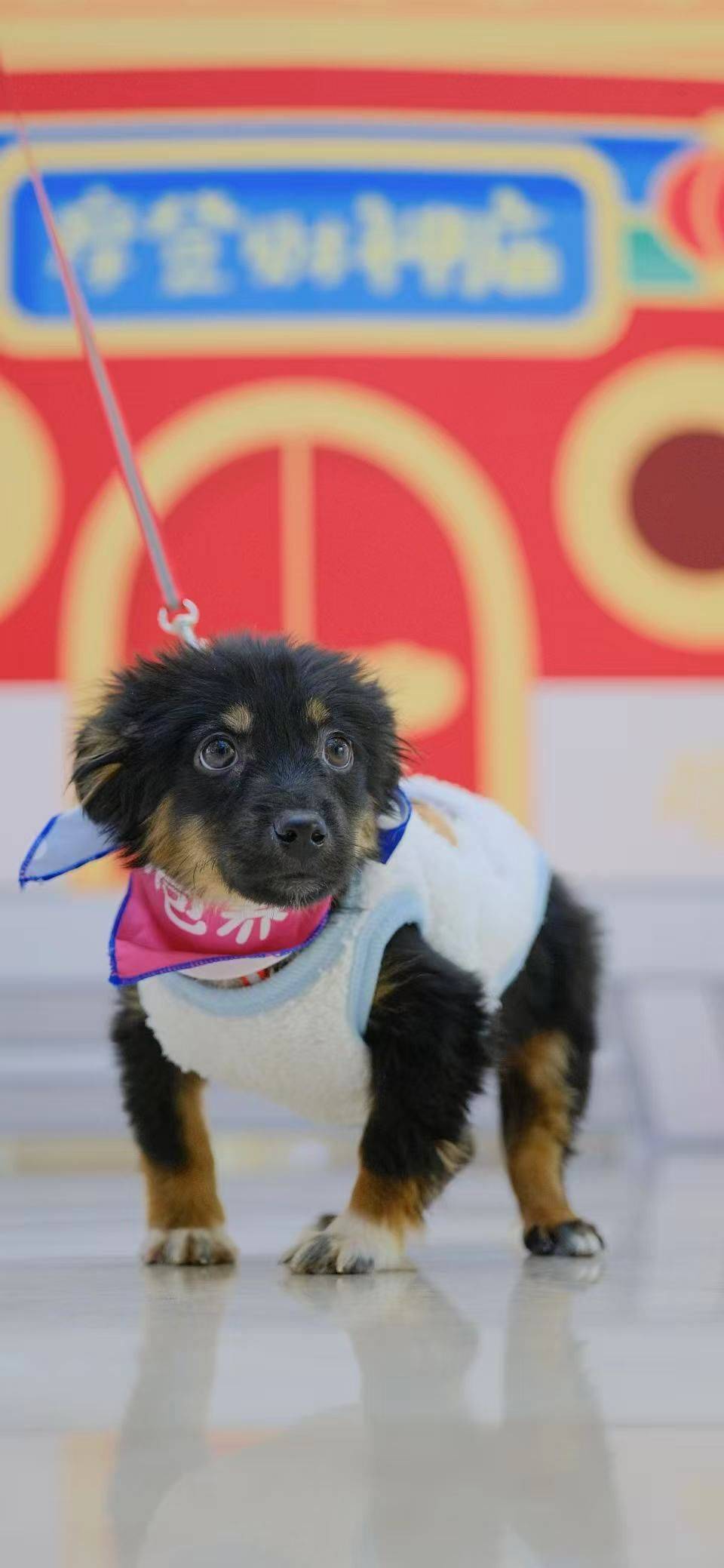 小狗哒哒！杭州待领养🐕‍🦺🥺