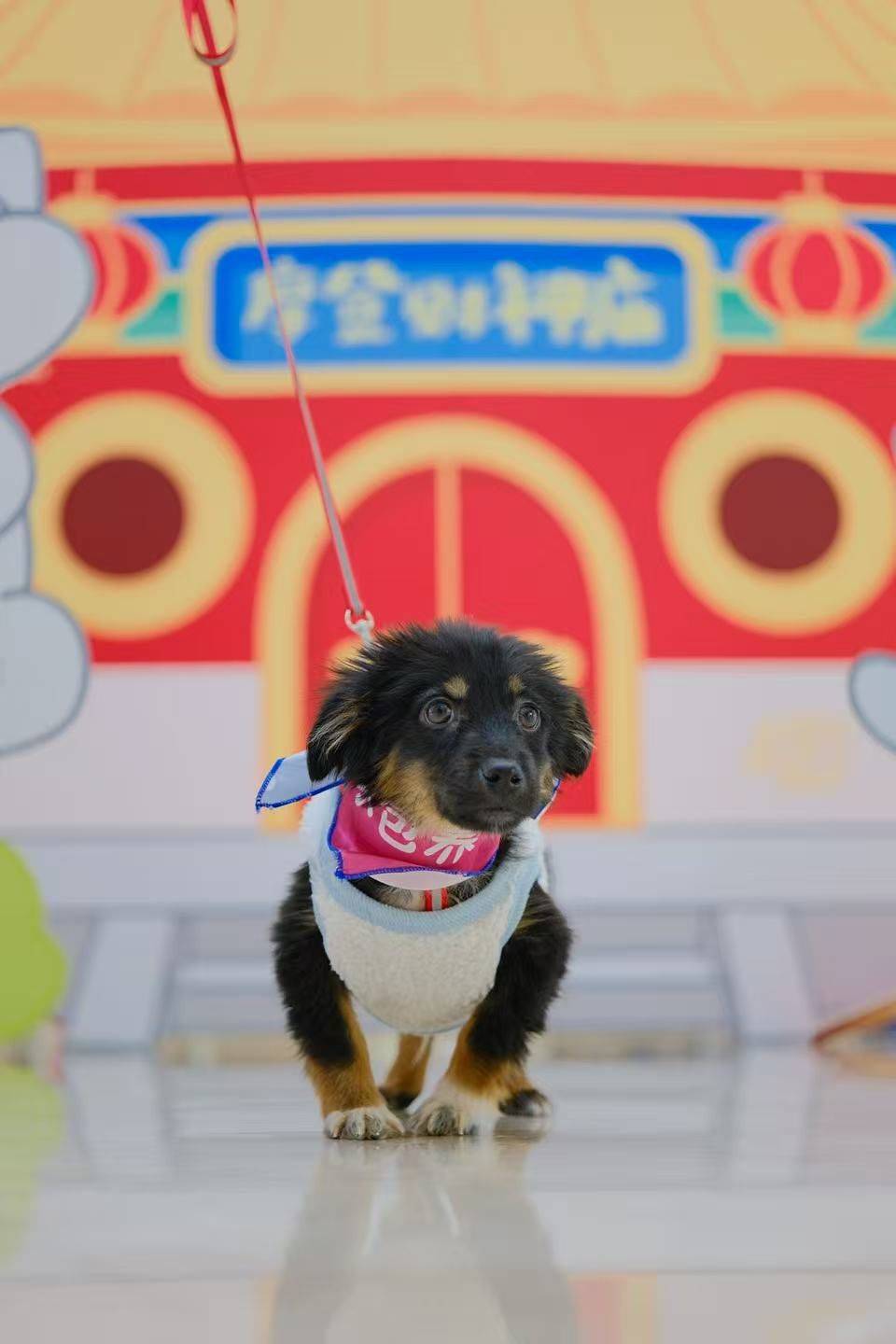 小狗哒哒！杭州待领养🐕‍🦺🥺_3