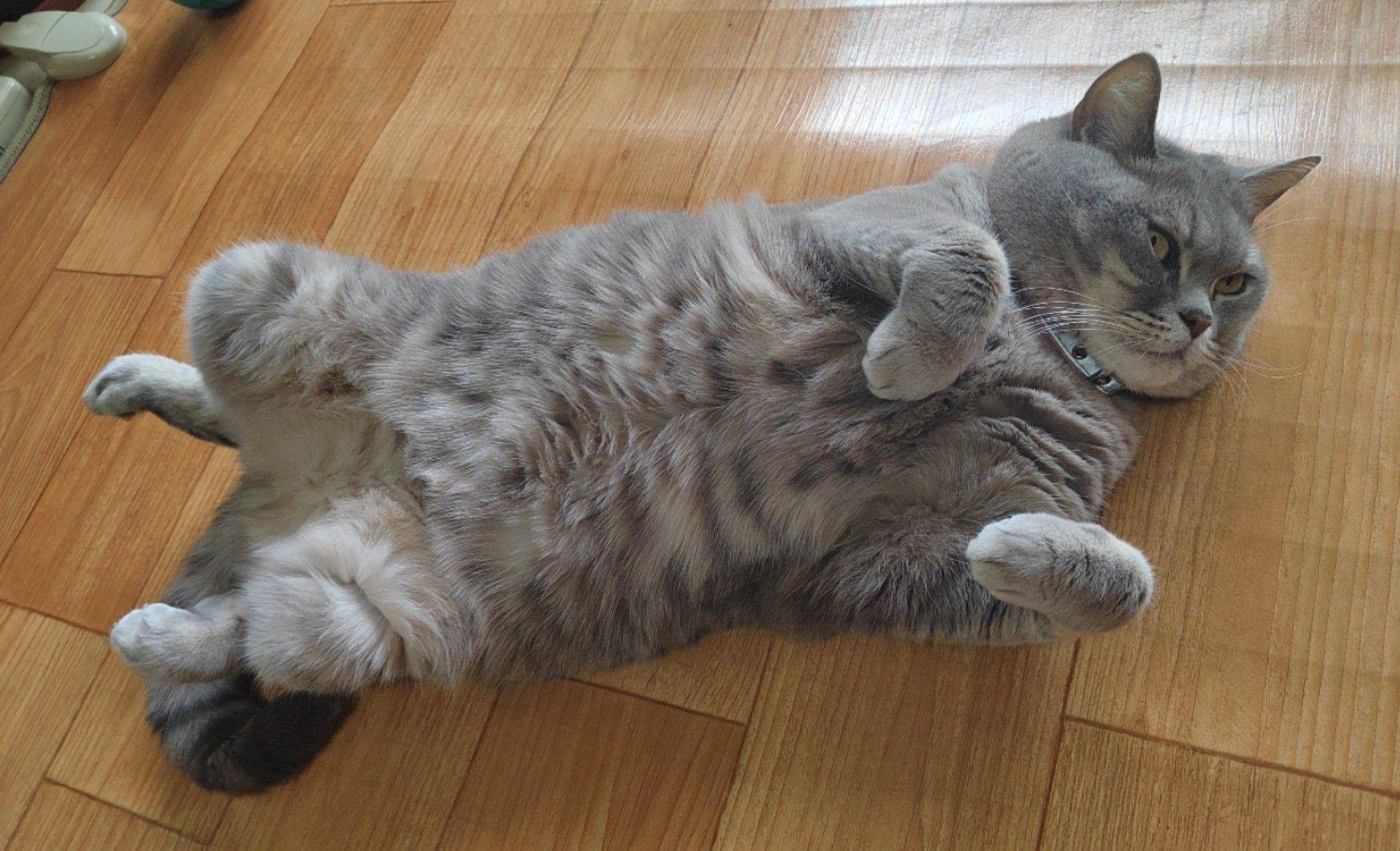  猫咪  我家萌宠最可爱  萌态十