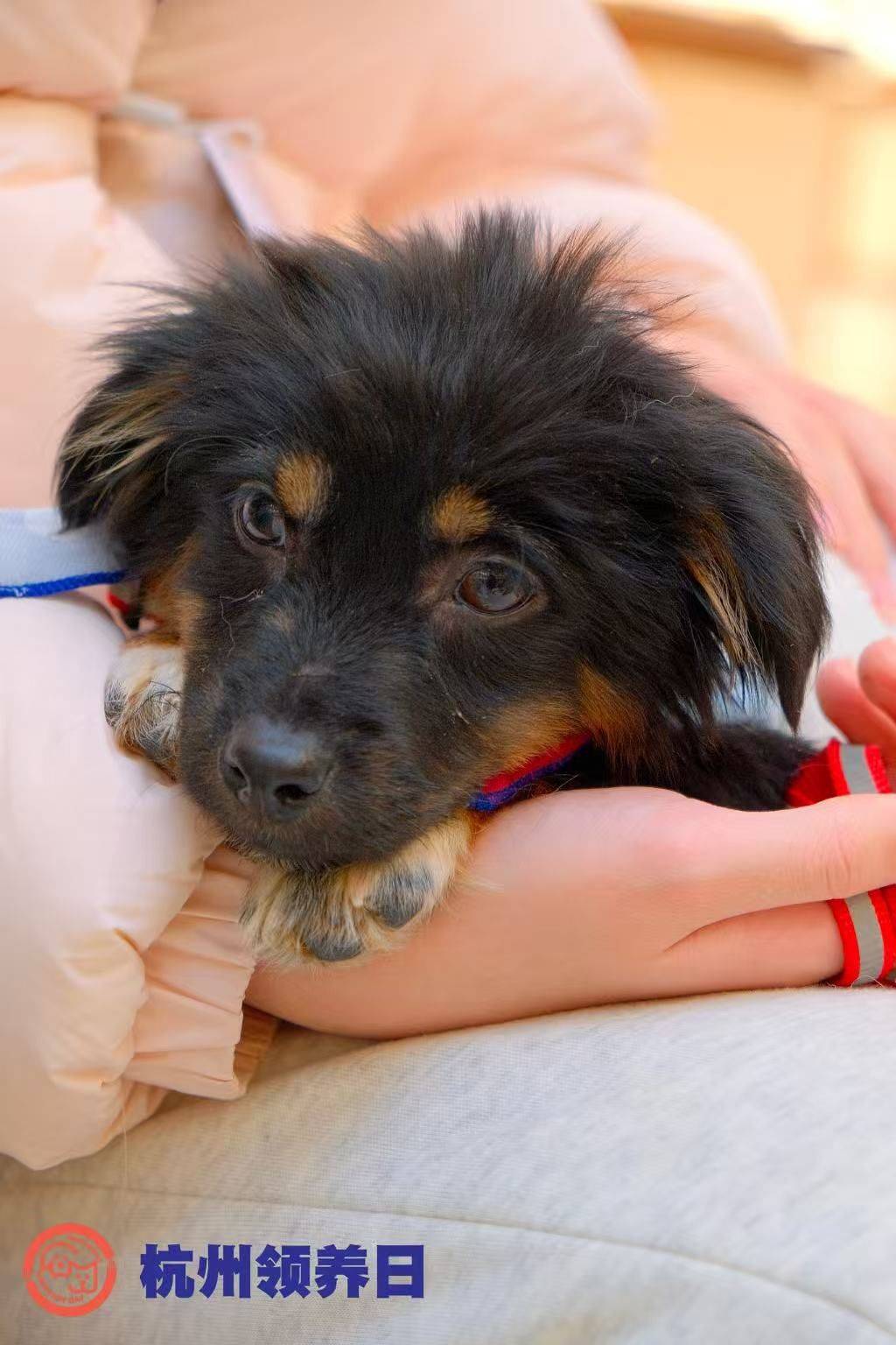 小狗哒哒！杭州待领养🐕‍🦺🥺_1
