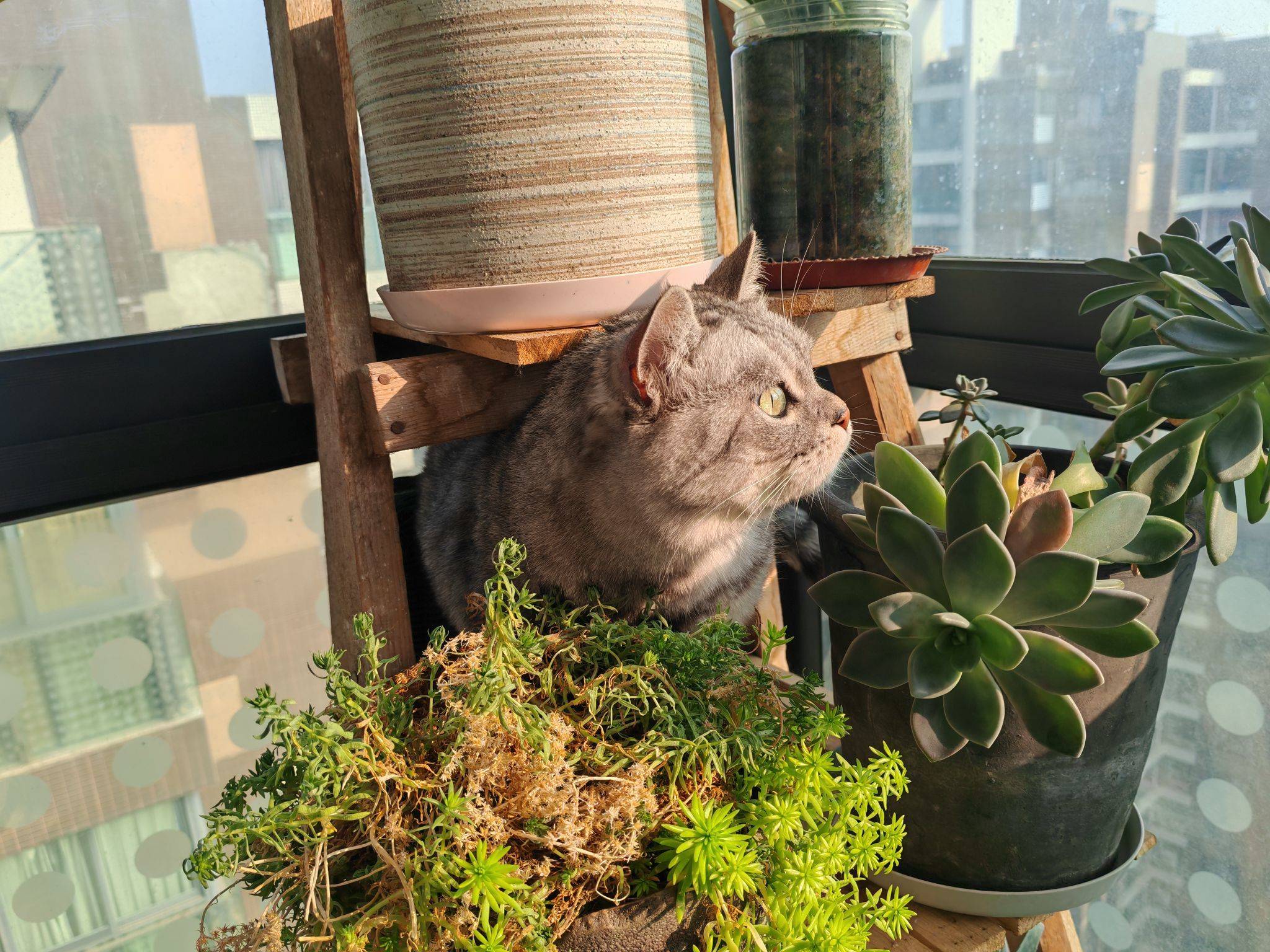  猫咪  阳台日常 