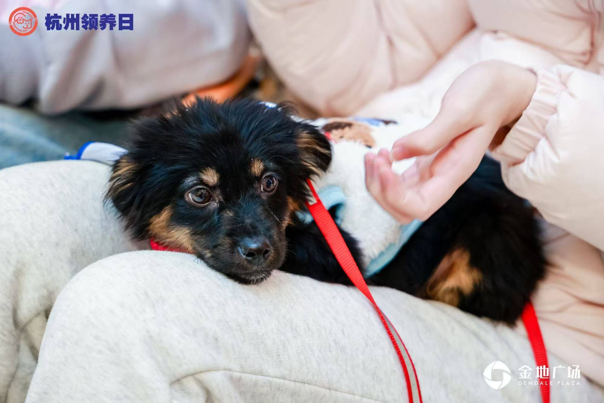 小狗哒哒！杭州待领养🐕‍🦺🥺_2