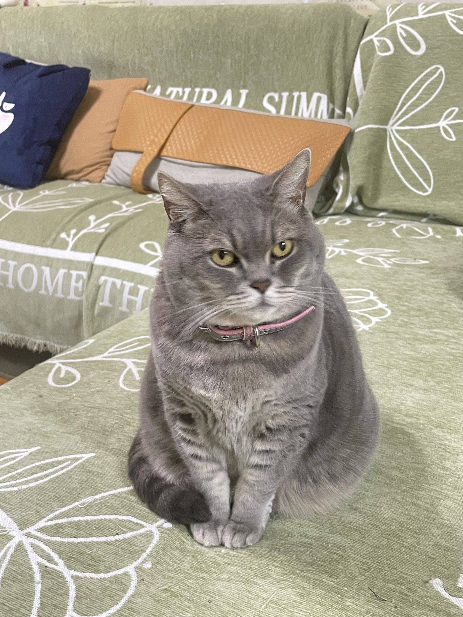  猫咪  我家萌宠最可爱  萌态十_1