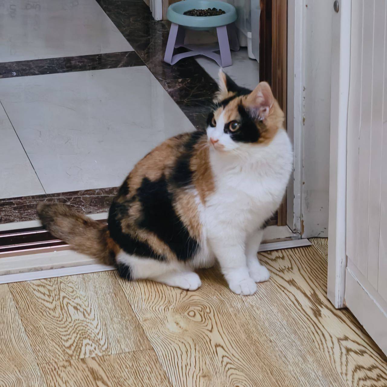 网红大开门 长毛版