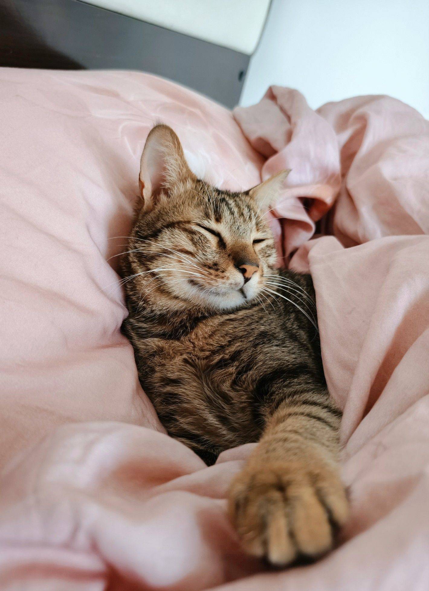 救助流浪猫帅气狸花弟弟无偿领养_4