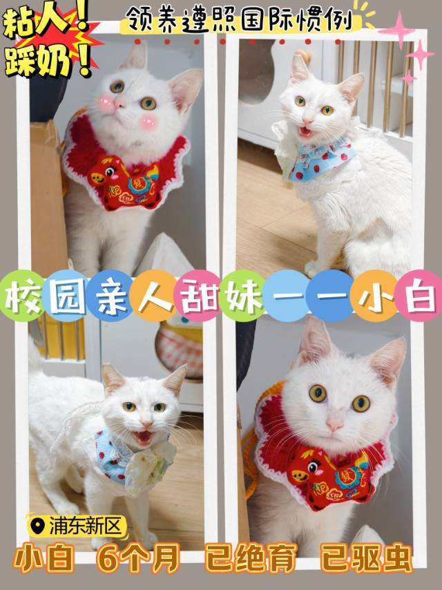 大学的学习搭子们即将被驱离，紧急求领养！_1