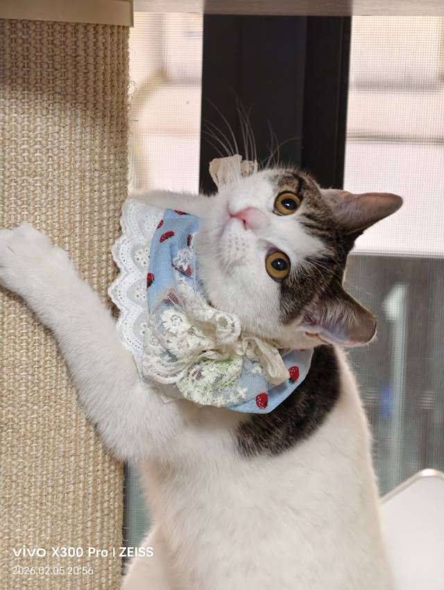 大学的学习搭子们即将被驱离，紧急求领养！_4