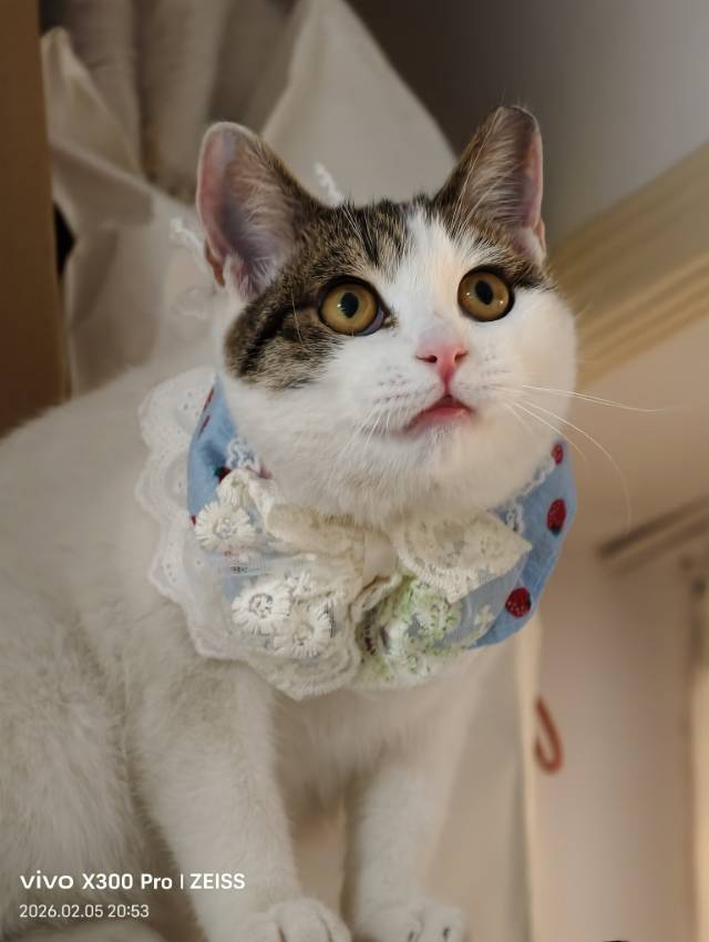 大学的学习搭子们即将被驱离，紧急求领养！_3