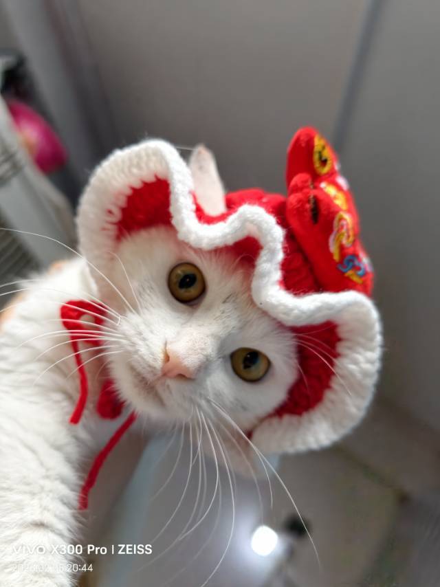 大学的学习搭子们即将被驱离，紧急求领养！