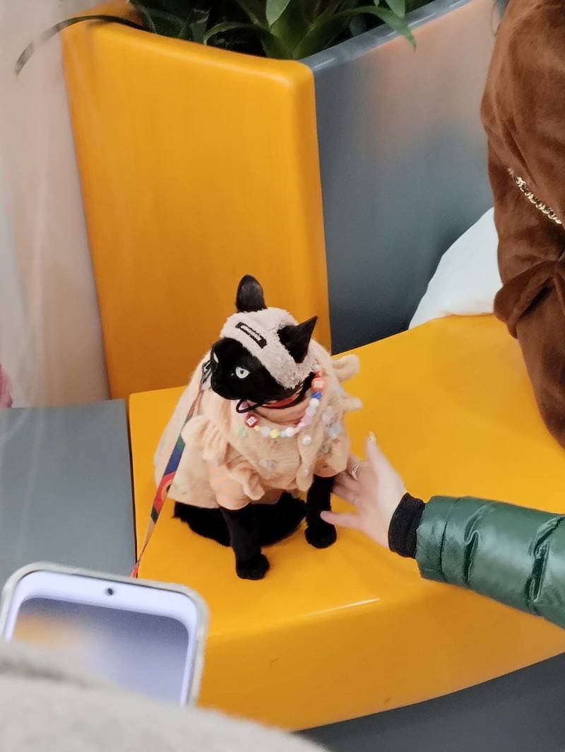 小黑猫