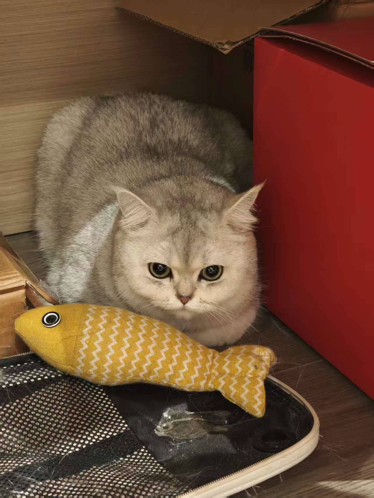 抓住一只哈吉米🐈