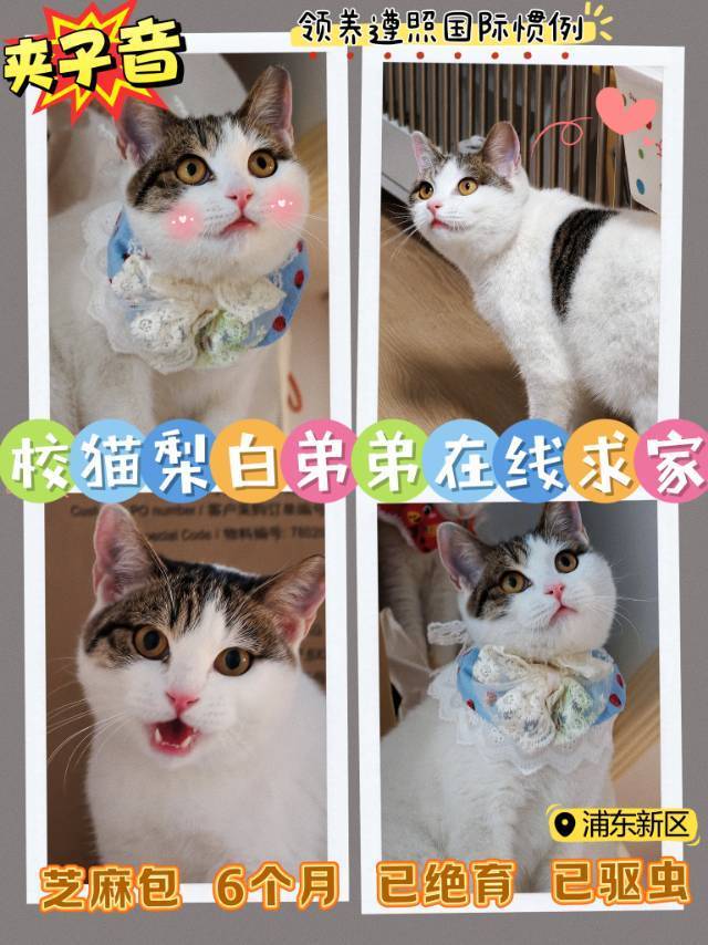 大学的学习搭子们即将被驱离，紧急求领养！_2