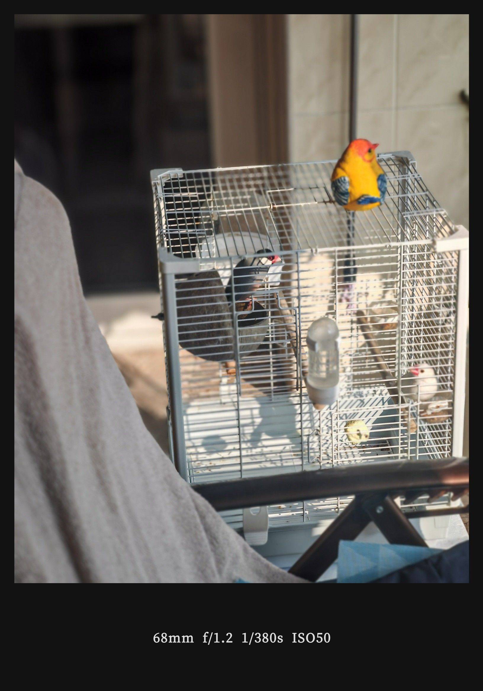  我家萌宠最可爱  边牧  翻墙瞬_1