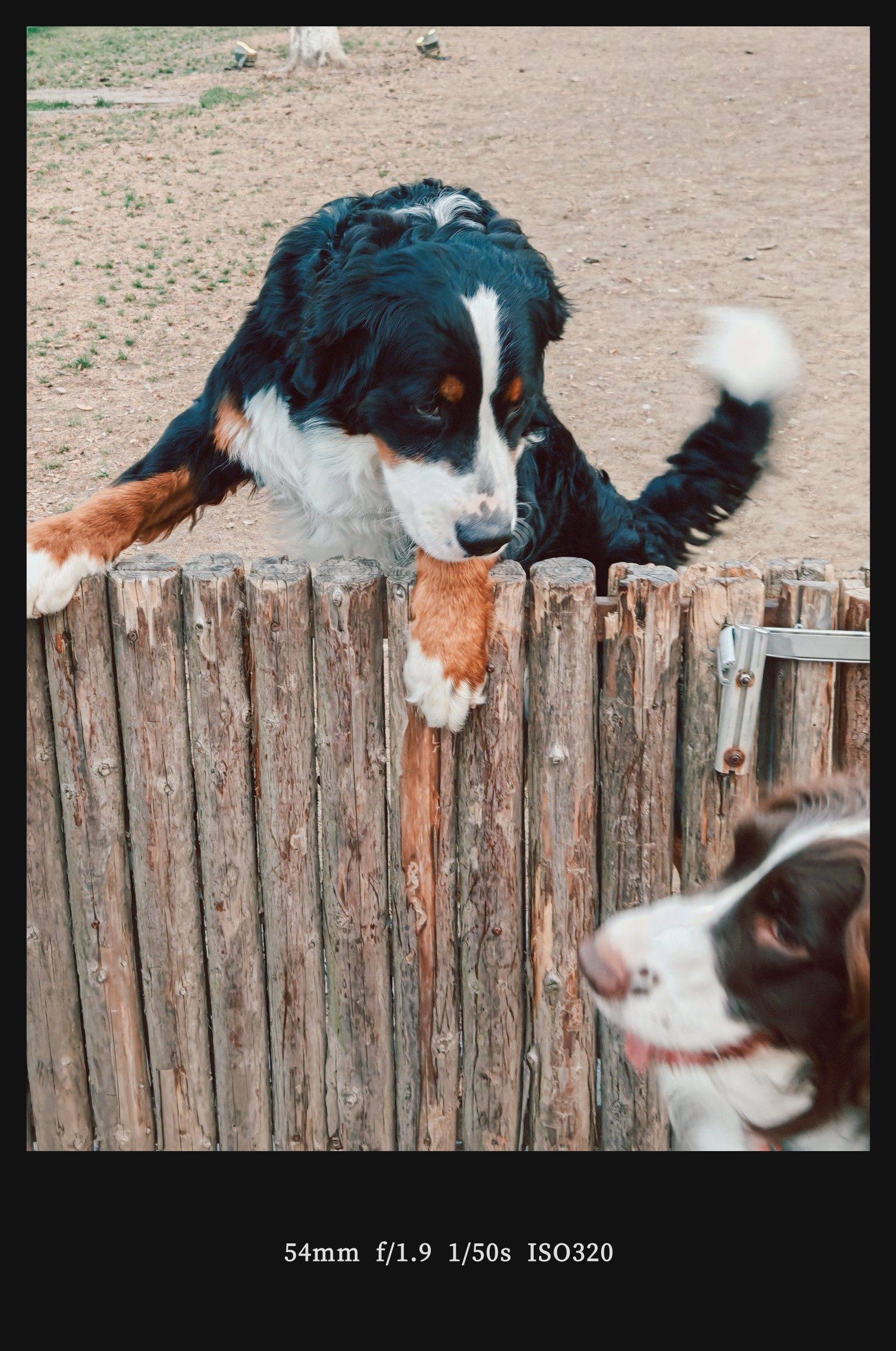 我家萌宠最可爱  边牧  翻墙瞬
