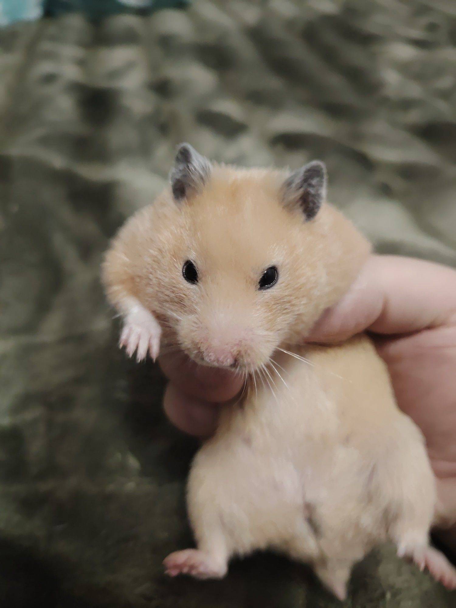 金丝熊 我家萌宠最可爱  随手拍  