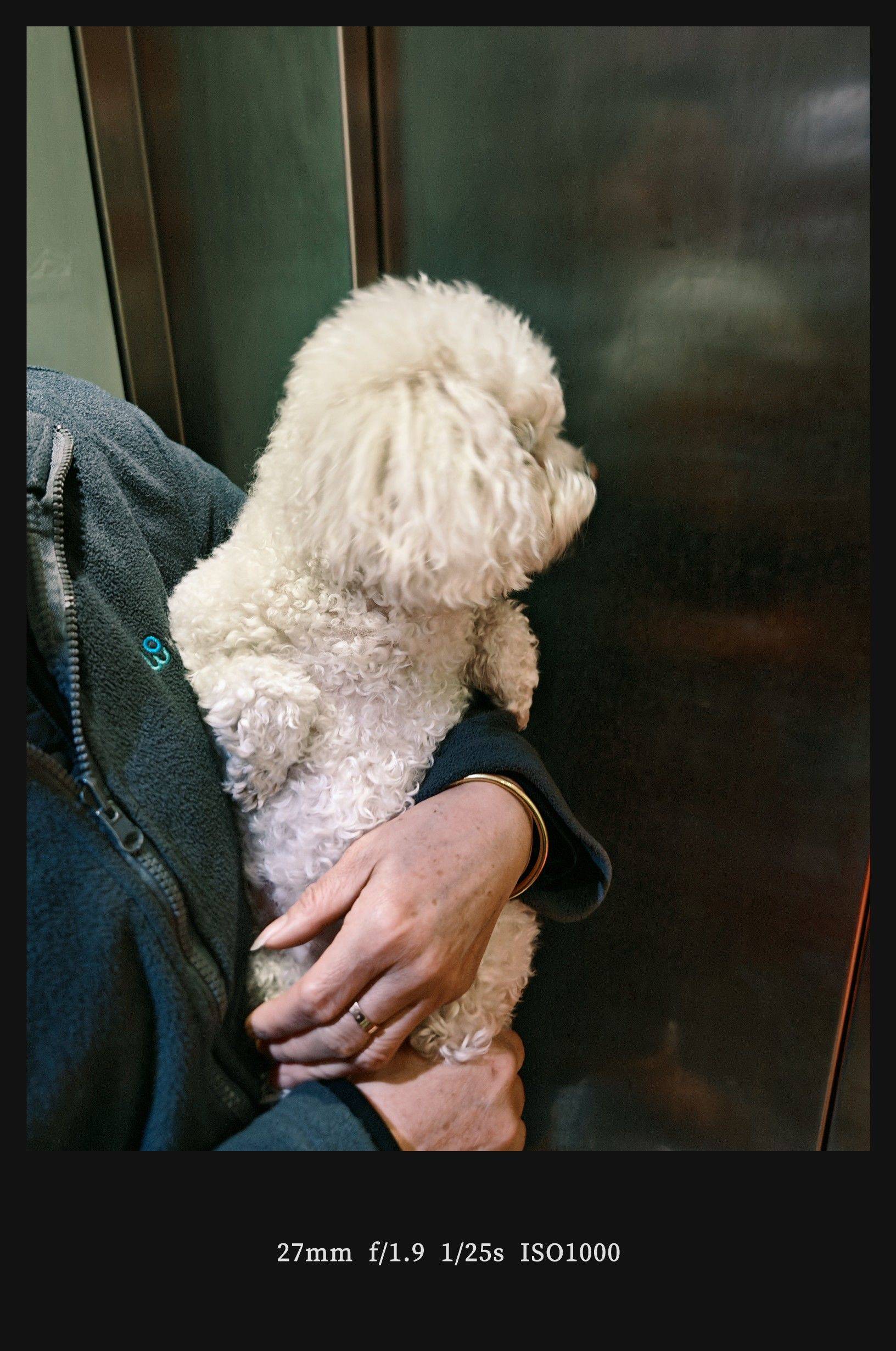  小狗  毛茸茸 _1